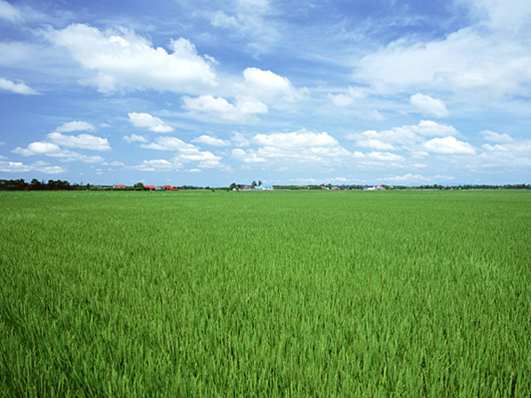 田んぼ風景