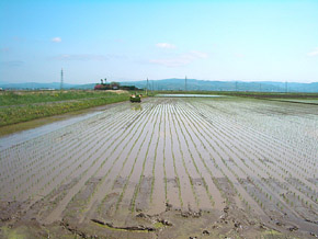 田植え4